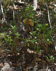 Goodenia grandiflora