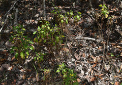 Goodenia grandiflora