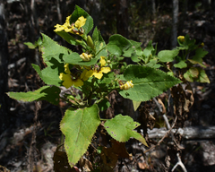 Goodenia grandiflora