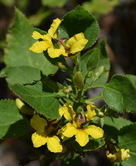 Goodenia grandiflora