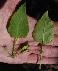 Goodenia grandiflora