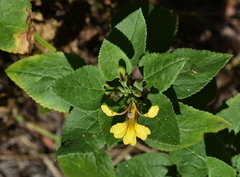 Goodenia grandiflora