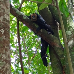 Pithecia chrysocephala