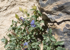 Penstemon montanus