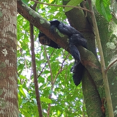 Pithecia chrysocephala