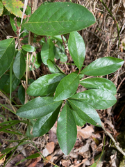Sideroxylon lanuginosum