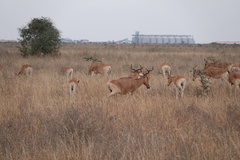 Alcelaphus buselaphus cokii