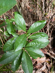 Sideroxylon lanuginosum