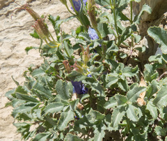 Penstemon montanus