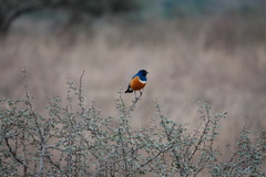 Lamprotornis superbus