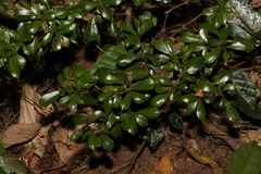 Psychotria daphnoides