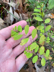 Phyllanthus caroliniensis