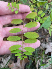 Phyllanthus caroliniensis