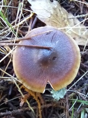 Rhodocollybia butyracea