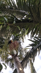 Ramphastos dicolorus