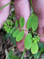 Phyllanthus caroliniensis