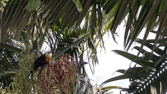 Ramphastos dicolorus