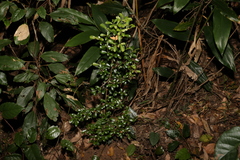 Psychotria daphnoides