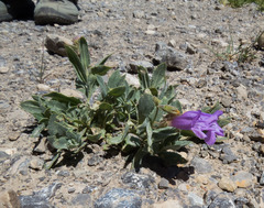 Penstemon montanus