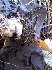 Rhodocollybia butyracea