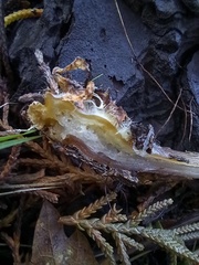 Rhodocollybia butyracea