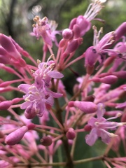Fuchsia arborescens