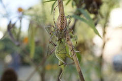 Peucetia viridans