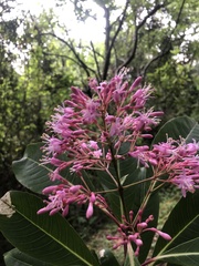 Fuchsia arborescens