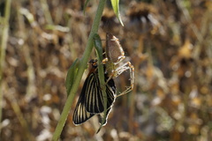 Peucetia viridans
