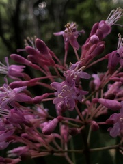 Fuchsia arborescens
