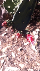Opuntia karwinskiana