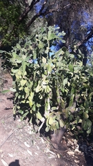 Opuntia karwinskiana
