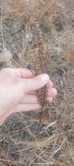 Artemisia campestris caudata