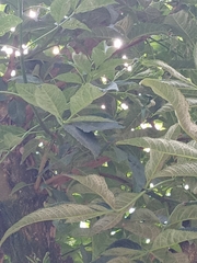 Vasconcellea pubescens