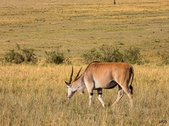 Tragelaphus oryx pattersonianus