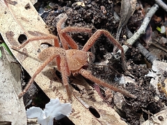 Neosparassus diana