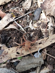 Neosparassus diana