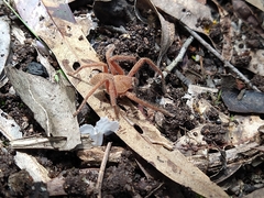 Neosparassus diana