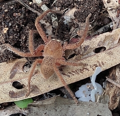 Neosparassus diana