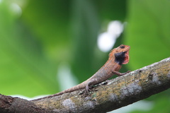 Calotes versicolor