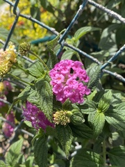 Lantana montevidensis
