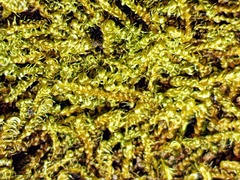 Hygrohypnella ochracea