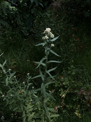 Pseudognaphalium canescens