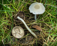 Candolleomyces candolleanus