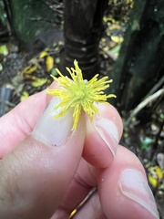 Passiflora tetrandra