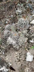 Coryphantha sulcata