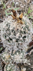 Coryphantha sulcata