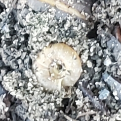 Discus rotundatus