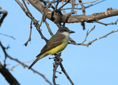 Tyrannus crassirostris