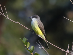 Tyrannus crassirostris